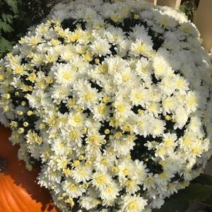 Meet your Posher, Heidi